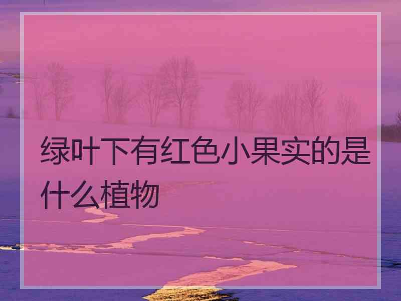 绿叶下有红色小果实的是什么植物