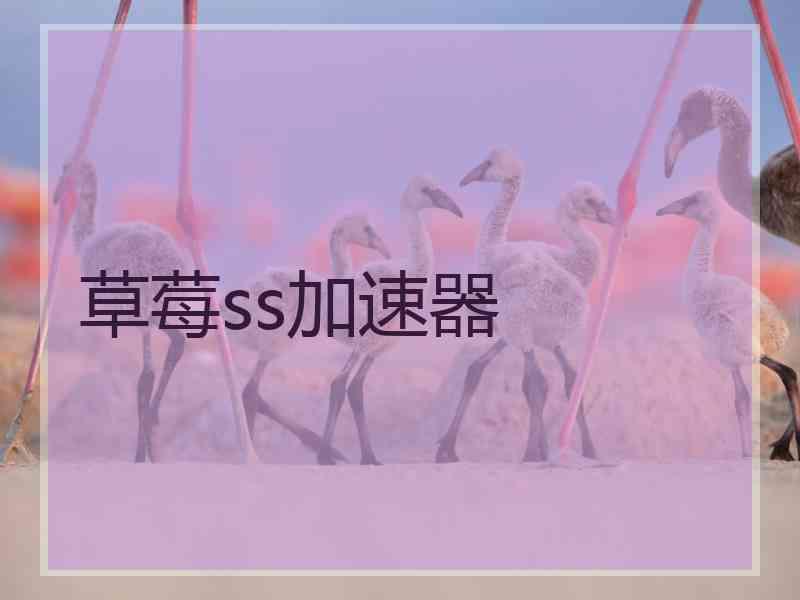 草莓ss加速器