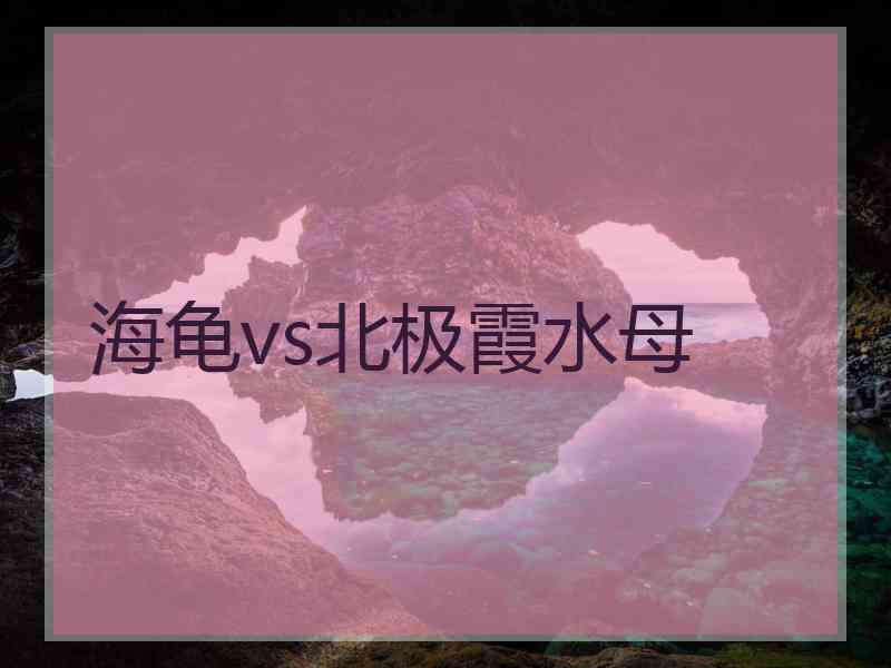 海龟vs北极霞水母