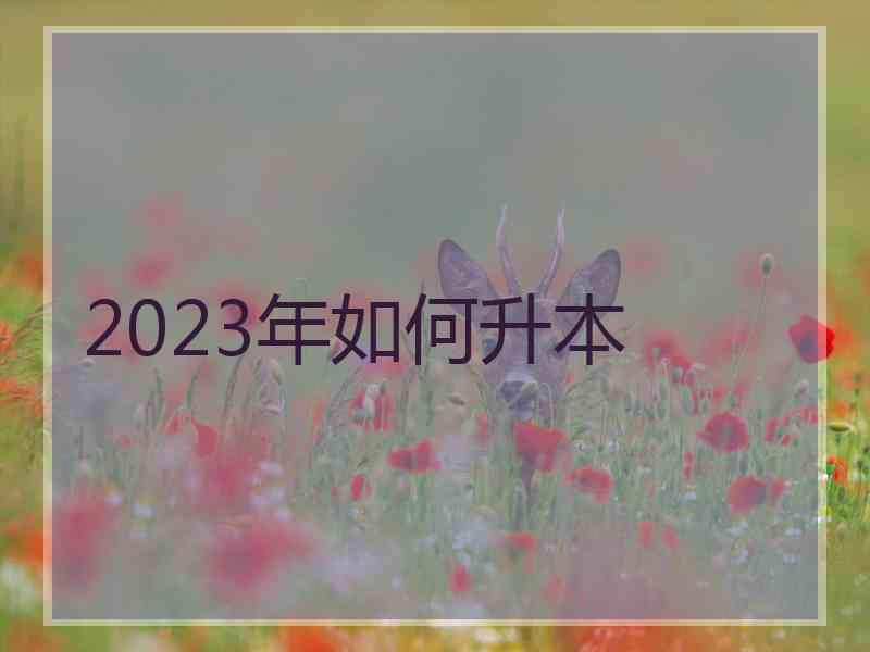 2023年如何升本