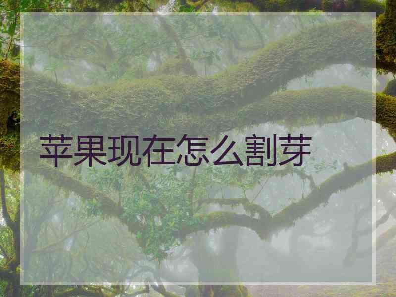 苹果现在怎么割芽