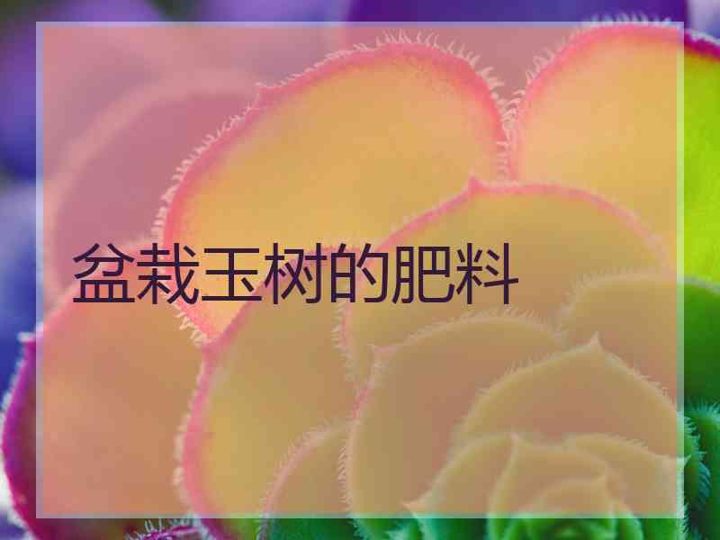 盆栽玉树的肥料